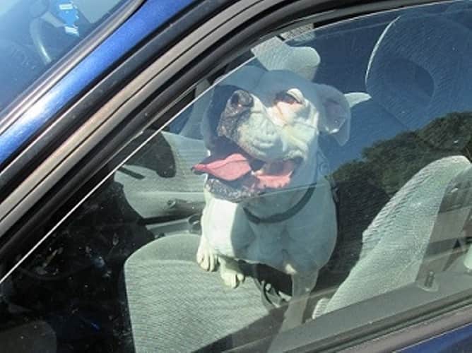 Caution: Dogs die in hot cars!